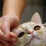 Photo of a cat being bathed gently while a groomer cleans its ears