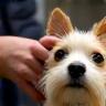 Photo of a professional groomer hand-stripping a terrier for a show cut