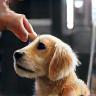 Photo of a groomer applying flea treatment to a small dog under wellness light