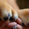 Photo of a groomer trimming a dog's nails and caring for its paw pads